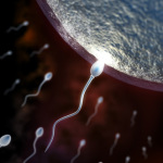 sperm-cell