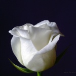 Michael Bolton: Make You Feel My Love white-rose-wallpapers_13552_1024x768