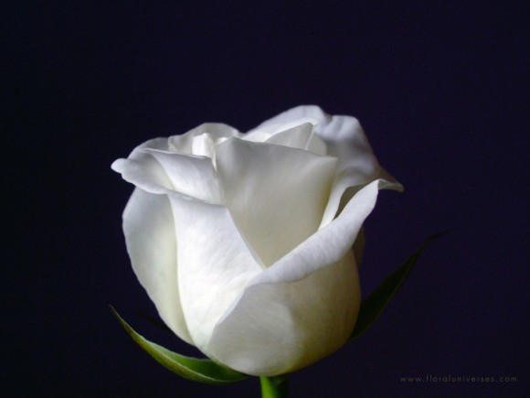 white-rose-wallpapers_13552_1024x768