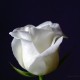 white-rose-wallpapers_13552_1024x768