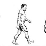 According to the theory of evolution, why do we die? – Quora evolution-of-man