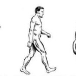 evolution-of-man